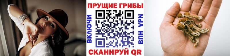 Галлюциногенные грибы Psilocybe Узловая